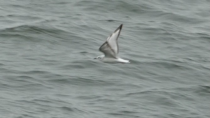 Bonaparte's Gull - ML635124044