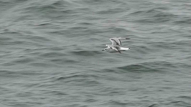 Bonaparte's Gull - ML635124051