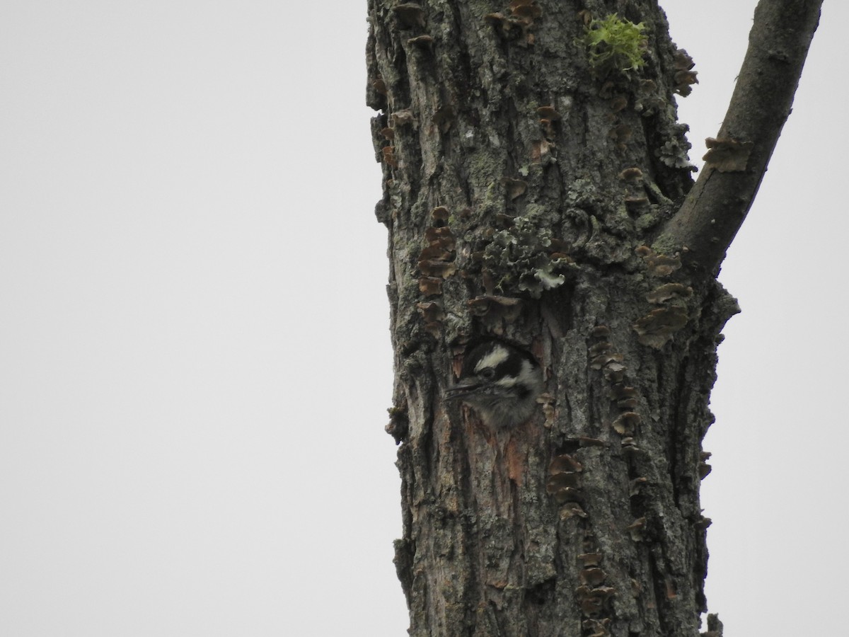 Downy Woodpecker - ML635124055