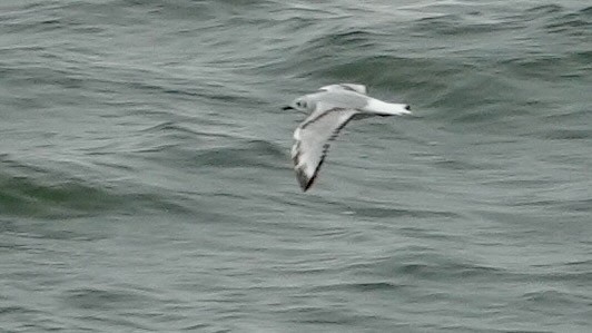 Bonaparte's Gull - ML635124057