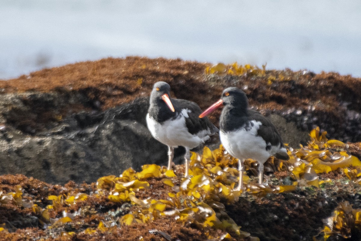 Magellanic Oystercatcher - ML635124140