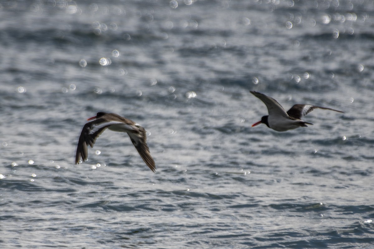 Magellanic Oystercatcher - ML635124141