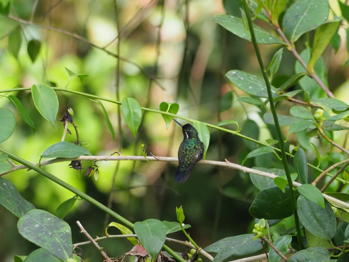 Purple-throated Mountain-gem - ML635124190