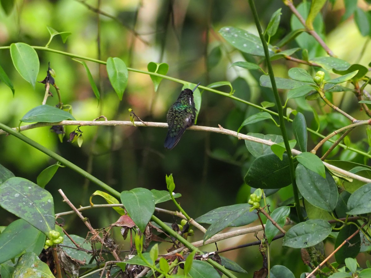 Purple-throated Mountain-gem - ML635124205