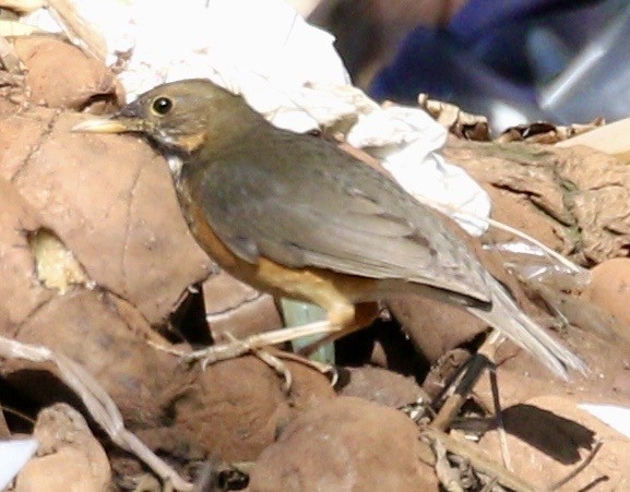 Black-breasted Thrush - ML635124219