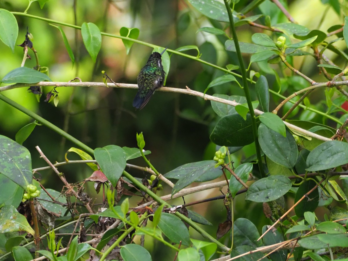 Purple-throated Mountain-gem - ML635124221