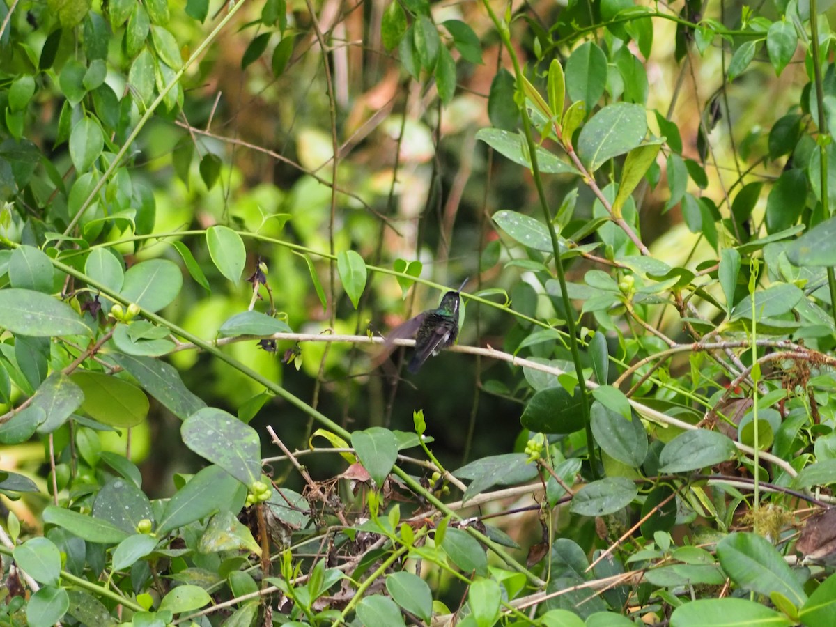 Purple-throated Mountain-gem - ML635124249