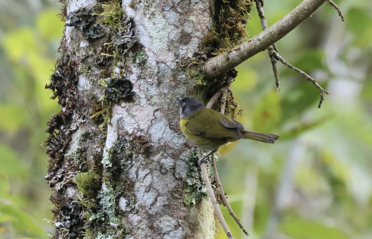Common Chlorospingus - ML635124264