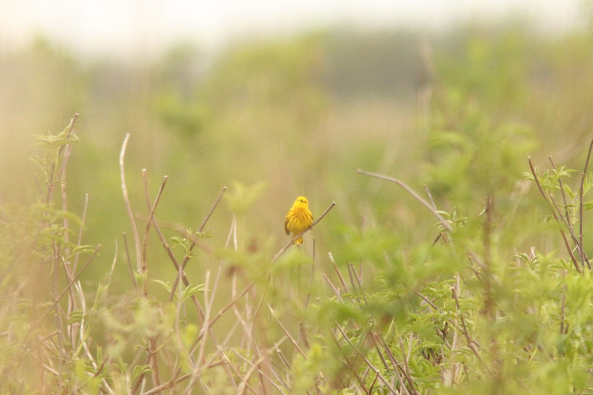 Yellow Warbler (Northern) - ML635124291