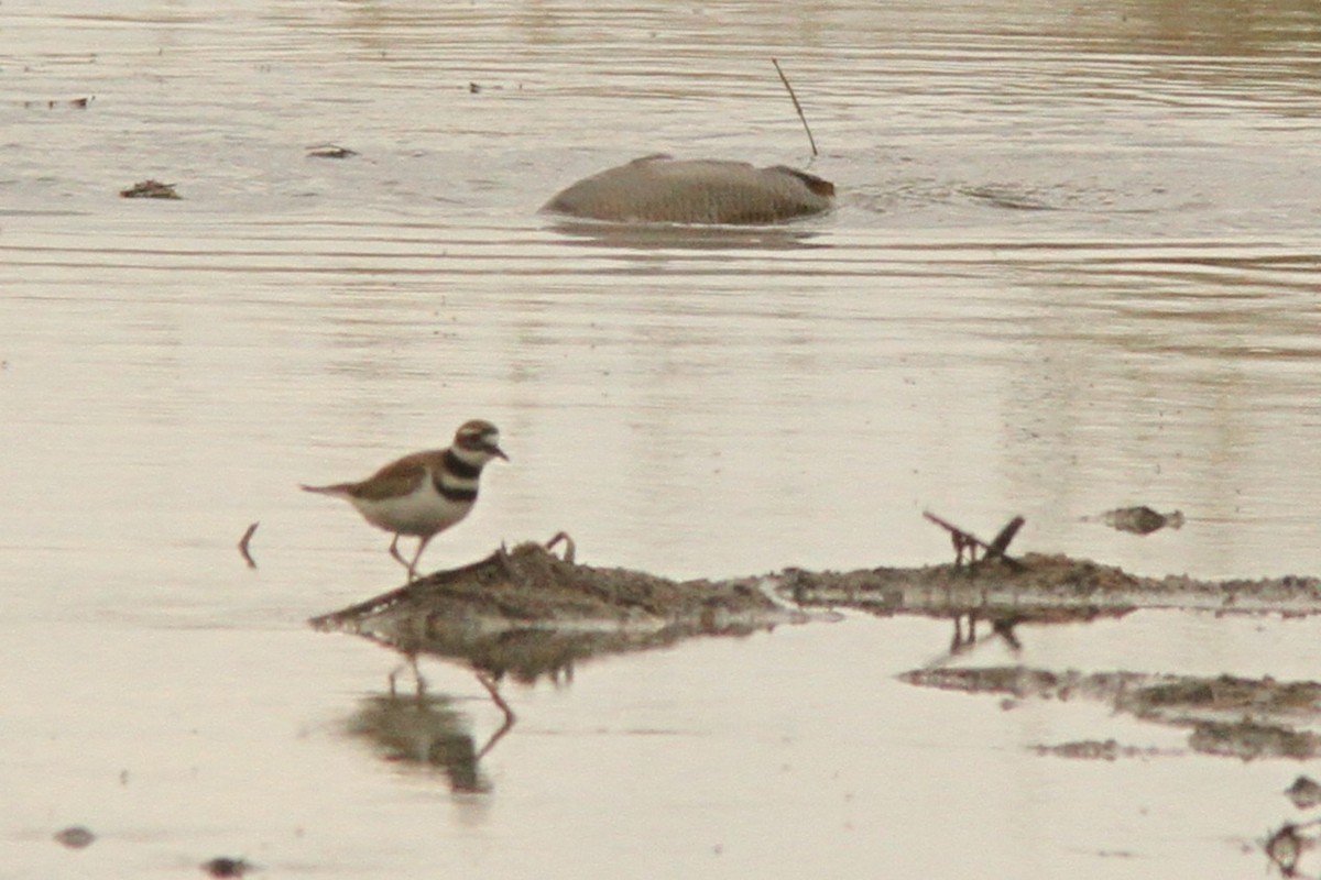 Killdeer - ML635124356