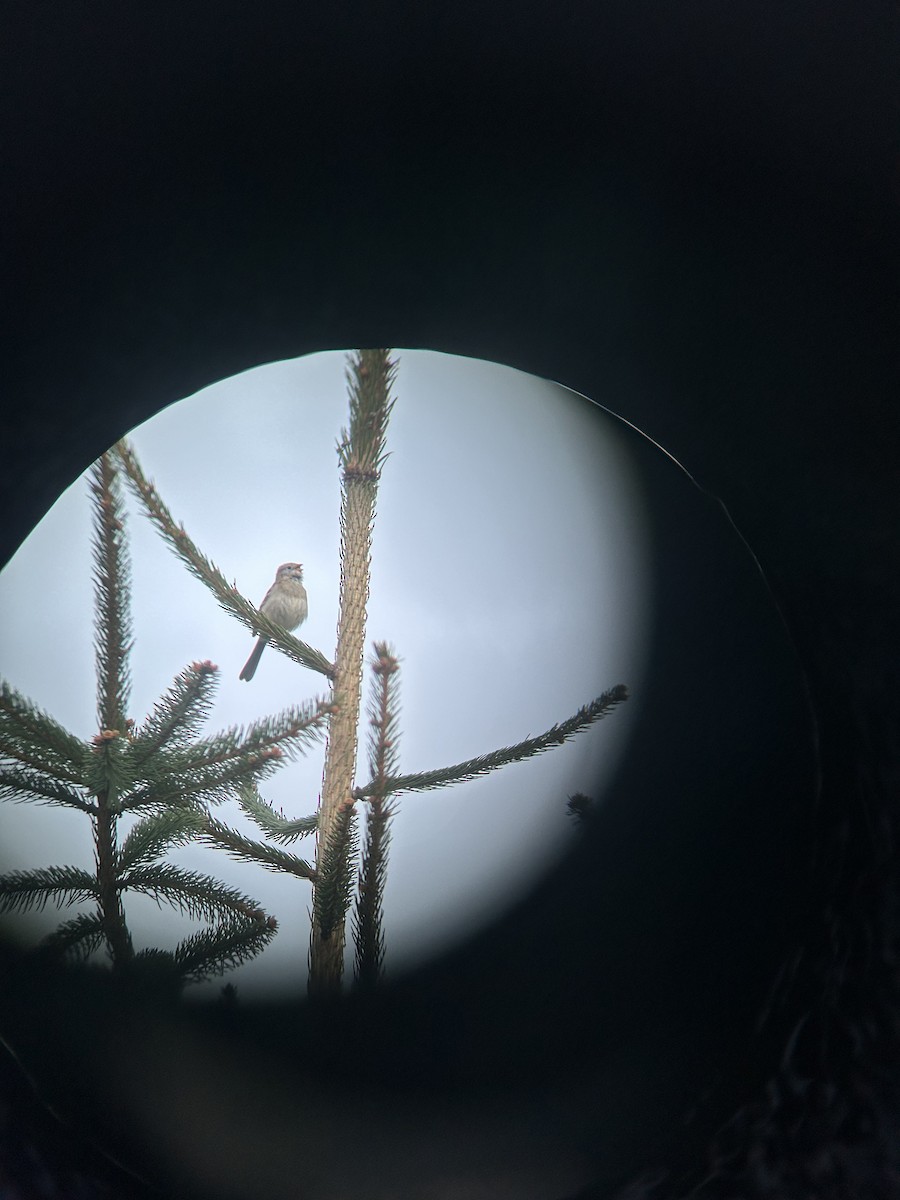 Field Sparrow - ML635124456