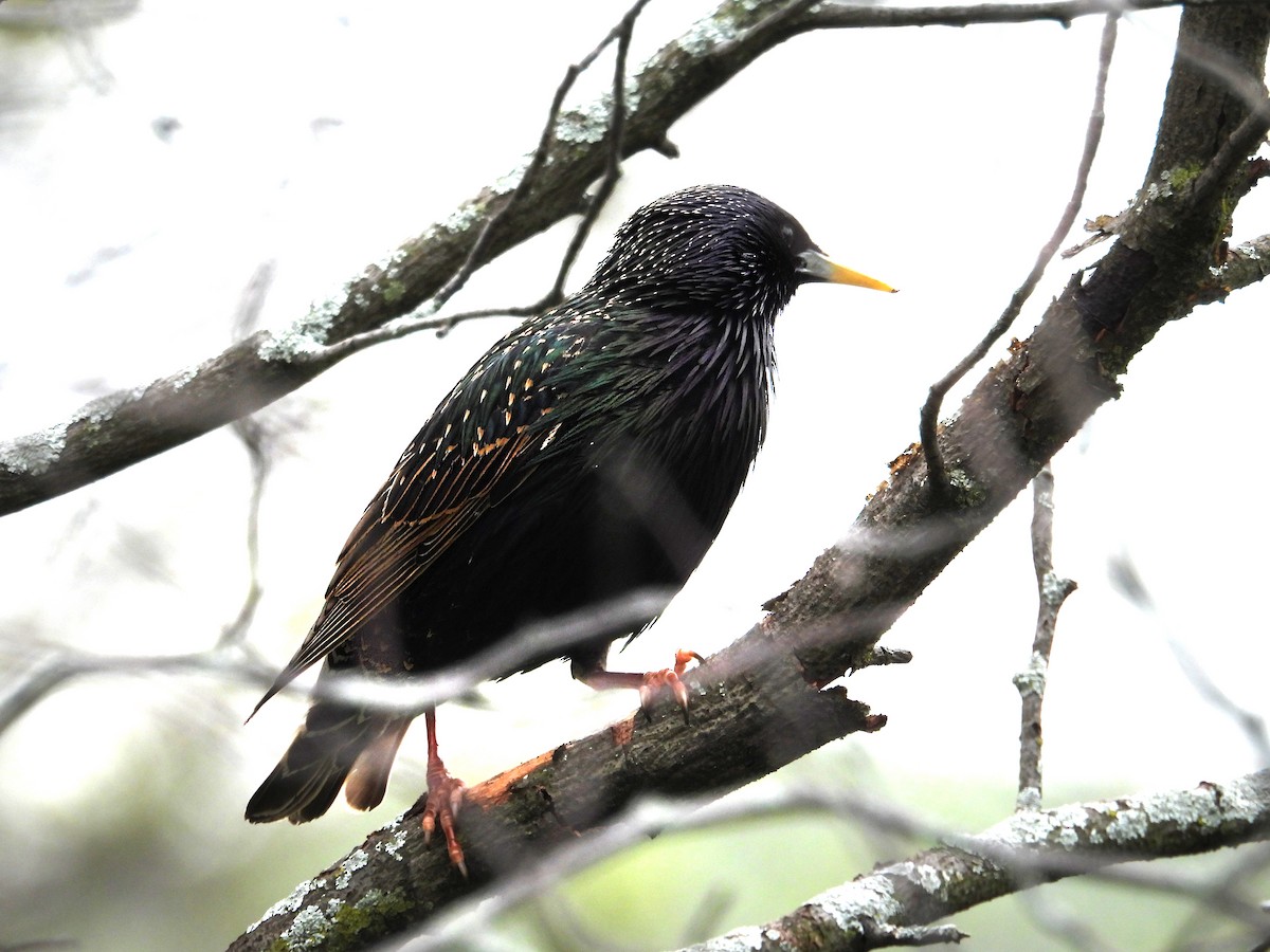 European Starling - ML635124708