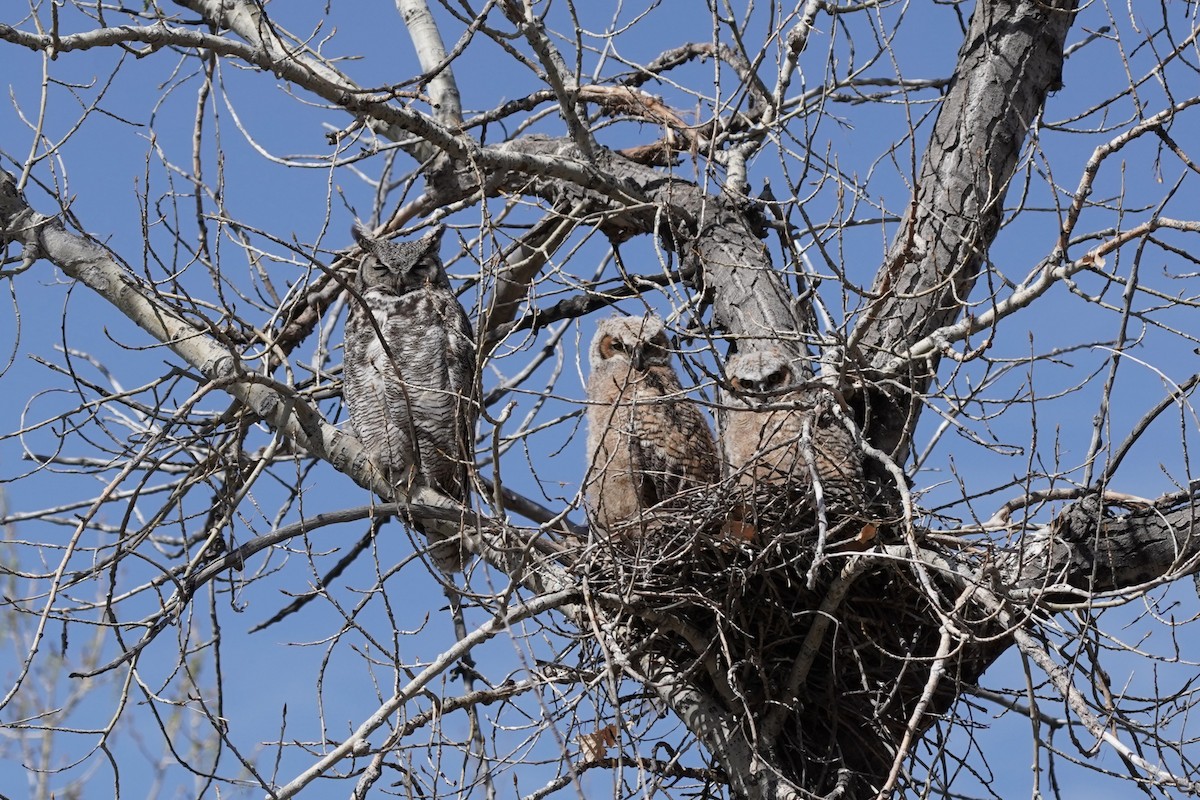 Great Horned Owl - ML635124916