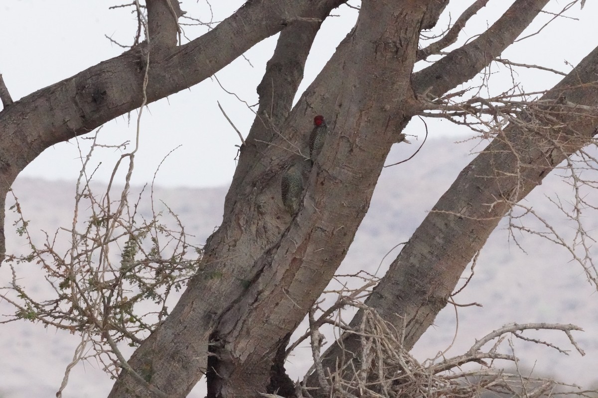 Nubian Woodpecker - ML635124933