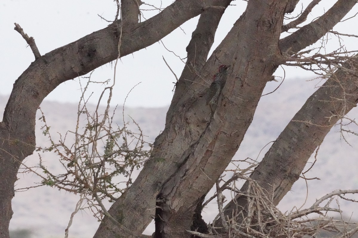 Nubian Woodpecker - ML635124934