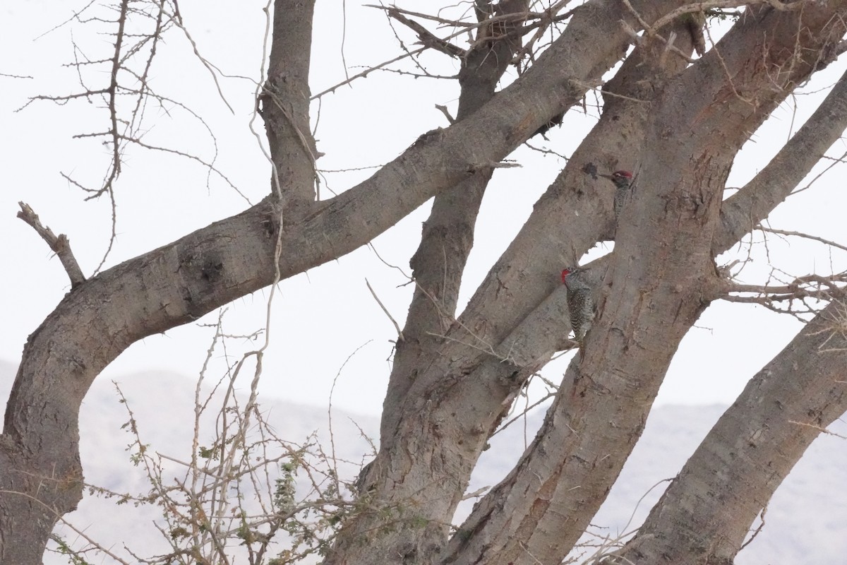 Nubian Woodpecker - ML635124935