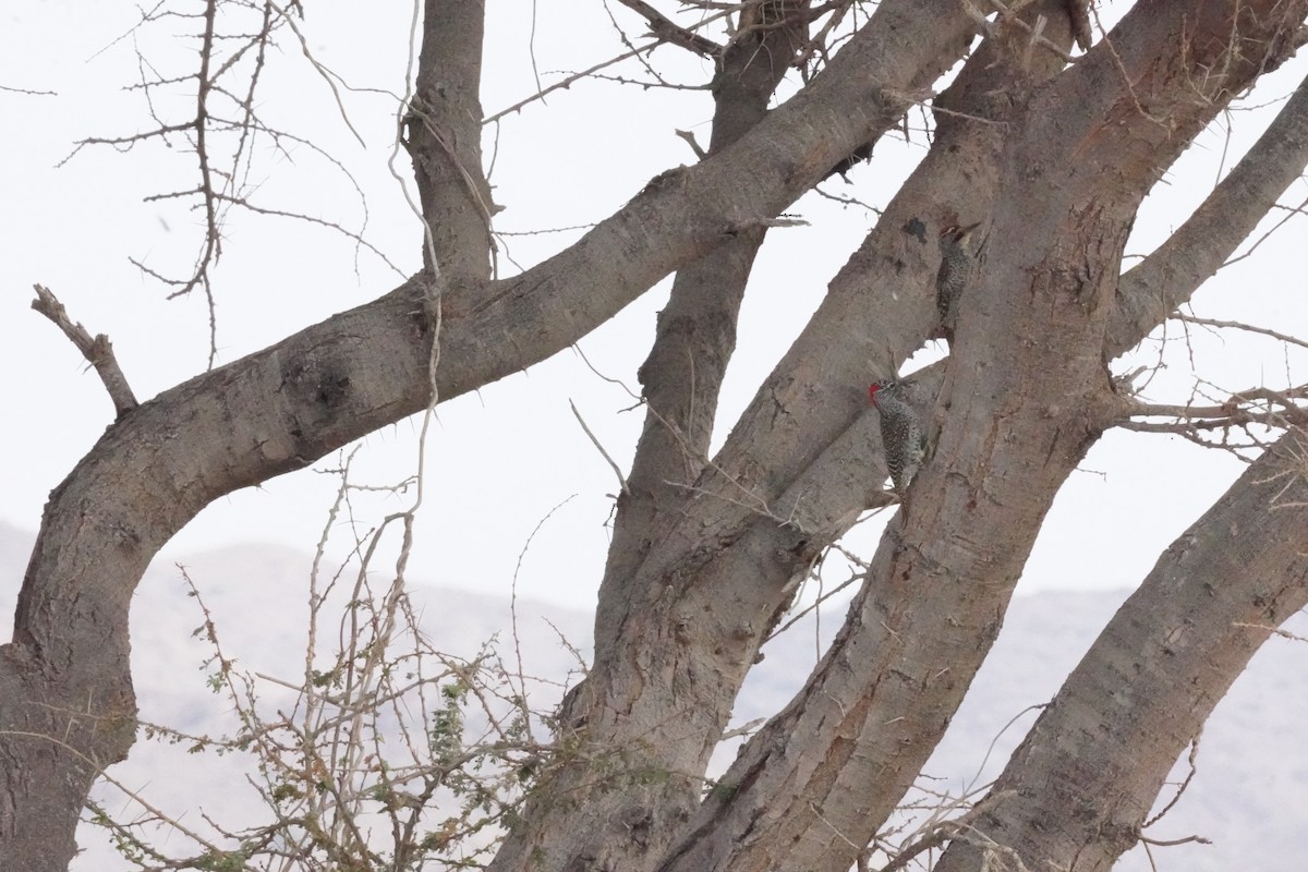 Nubian Woodpecker - ML635124936