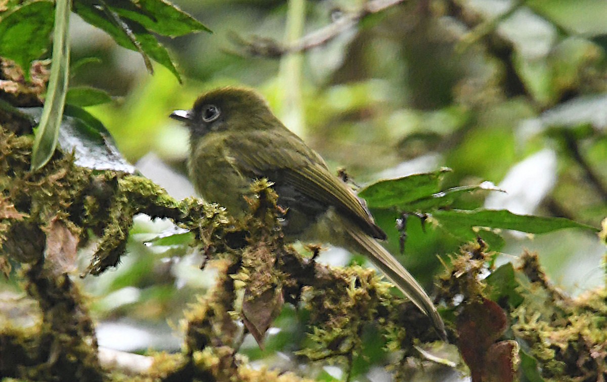 Eye-ringed Flatbill - ML635124944