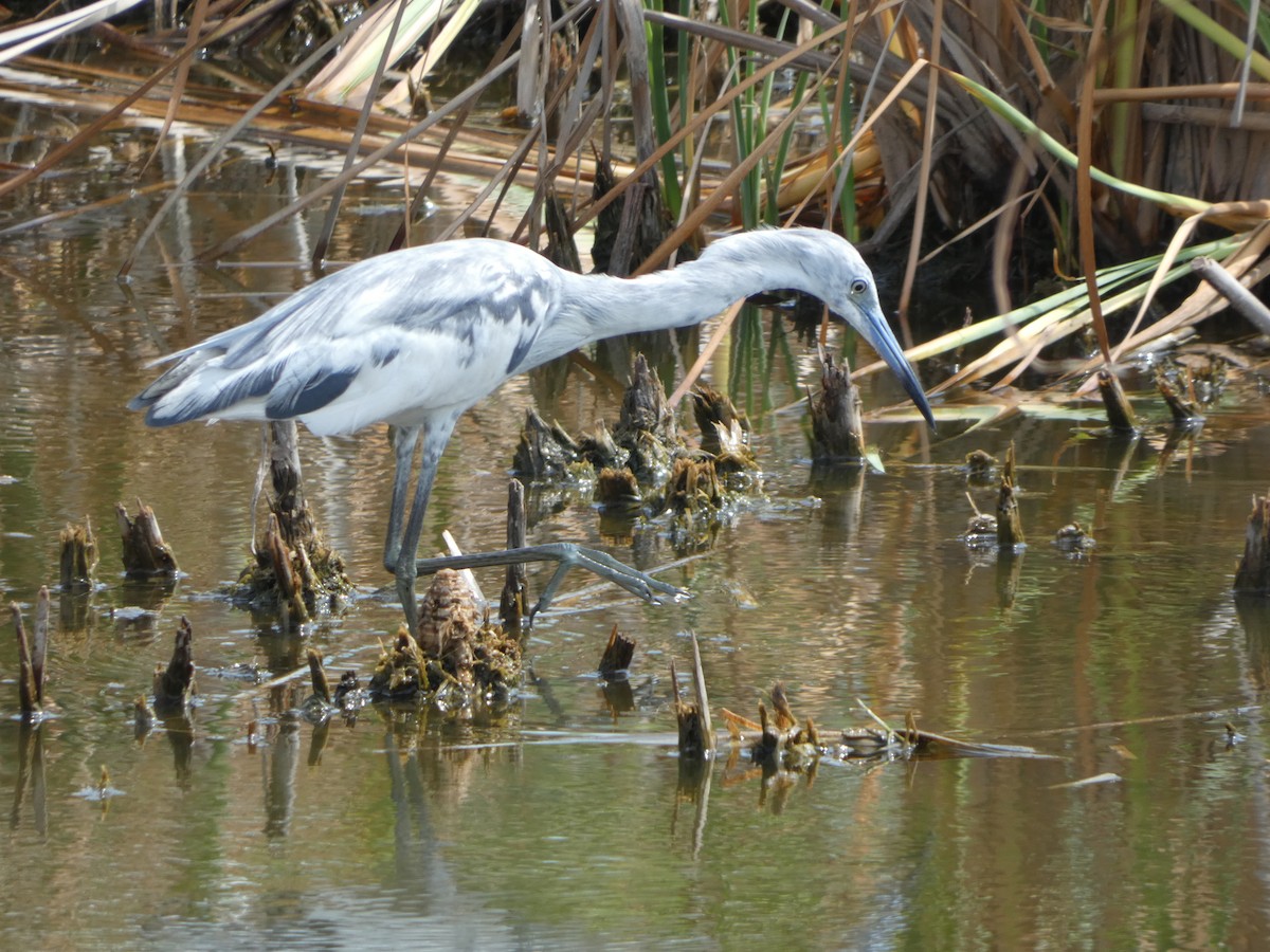Little Blue Heron - ML635124958