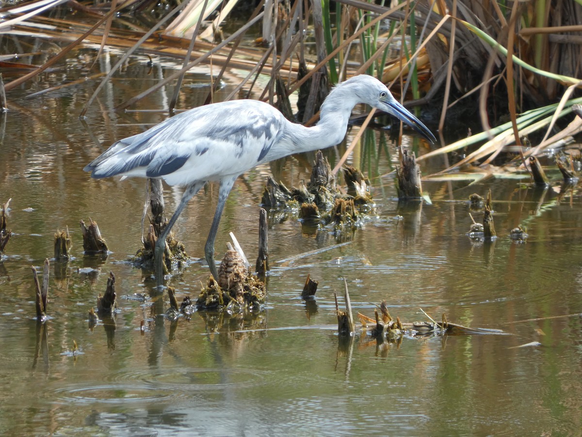 Little Blue Heron - ML635124959