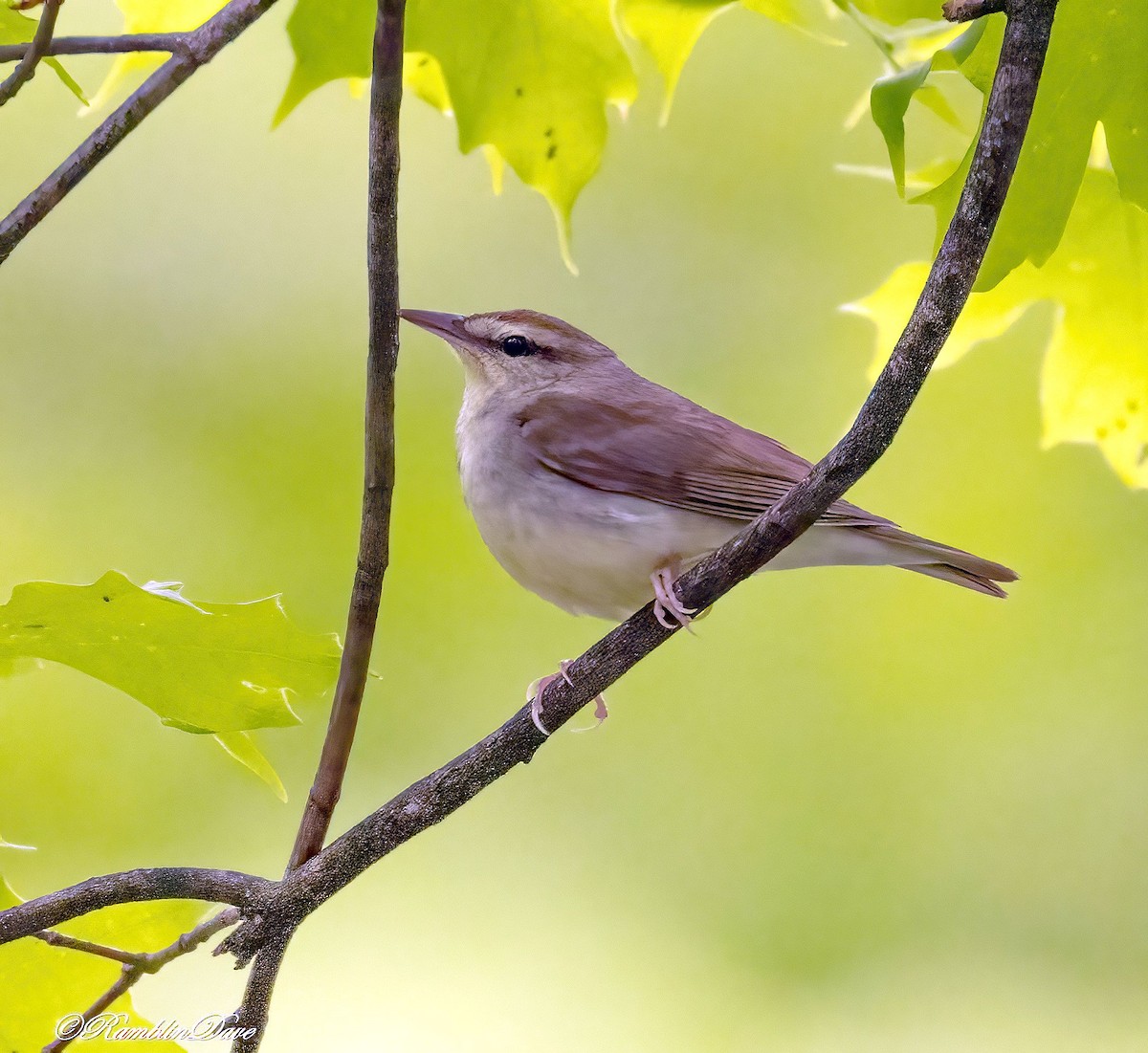 Swainson's Warbler - ML635124966
