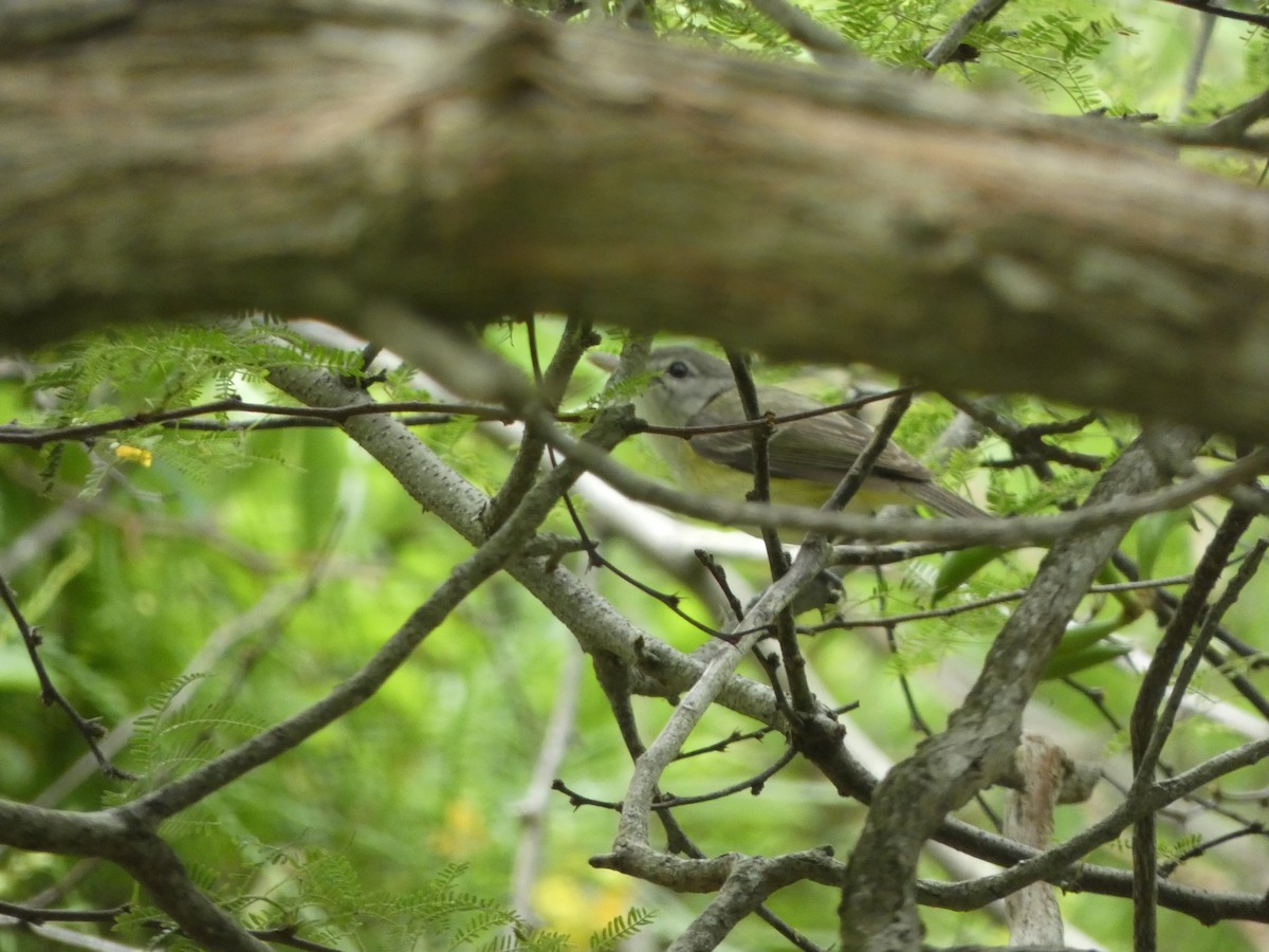 Bell's Vireo - ML635125097