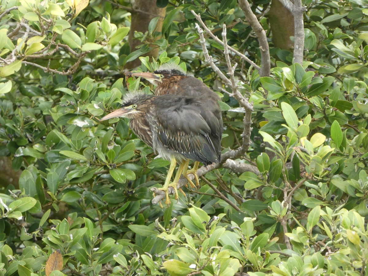 Green Heron - ML635125124