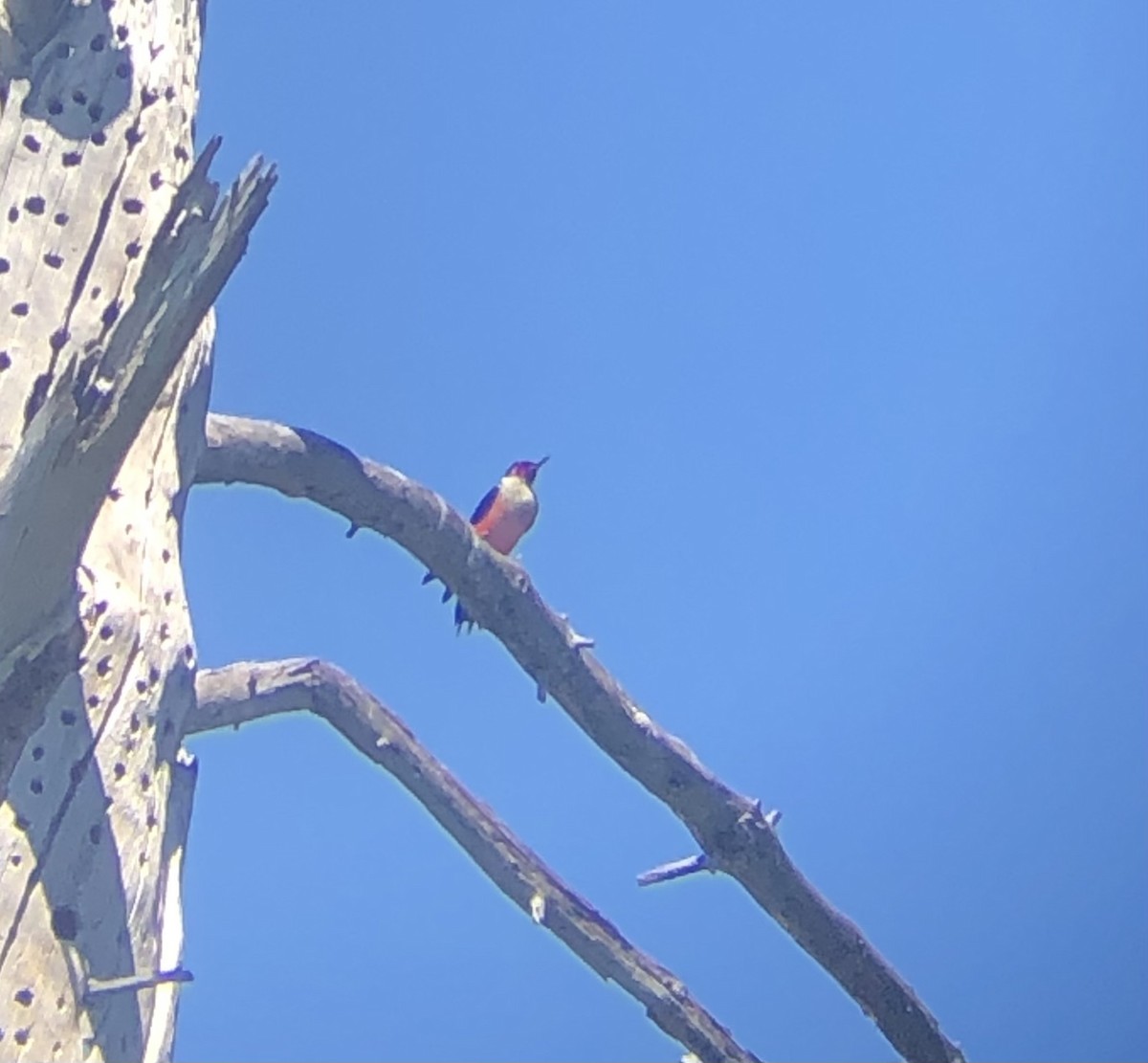 Lewis's Woodpecker - ML635125130