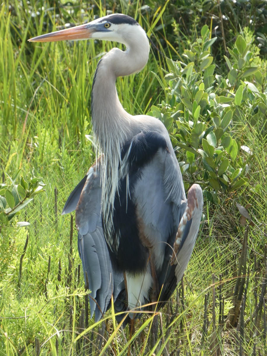 Great Blue Heron - ML635125146