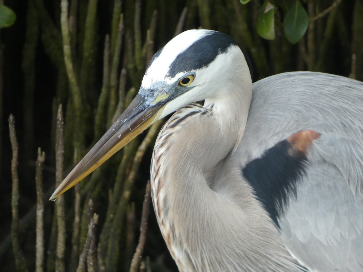 Great Blue Heron - ML635125147
