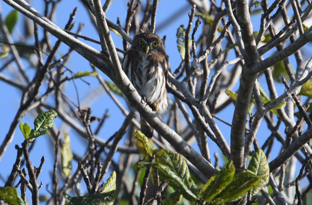 Ferruginous Pygmy-Owl - ML635125150