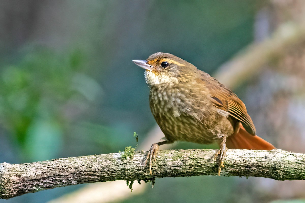 Buff-browed Foliage-gleaner - ML635125293