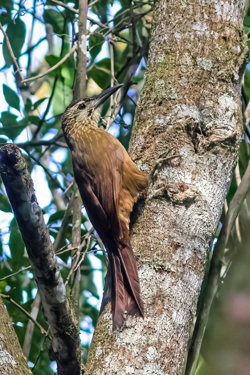 White-throated Woodcreeper - ML635125333