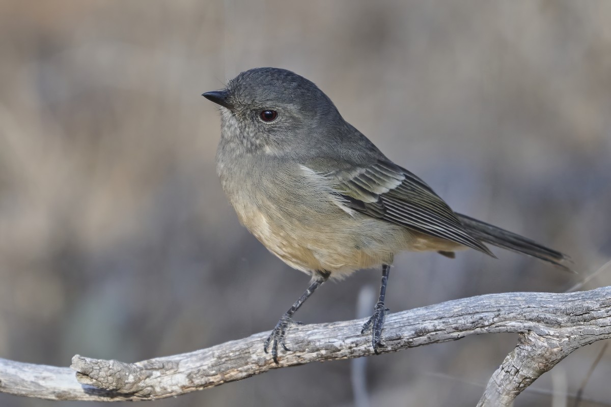 Golden Whistler (Western) - ML635125353