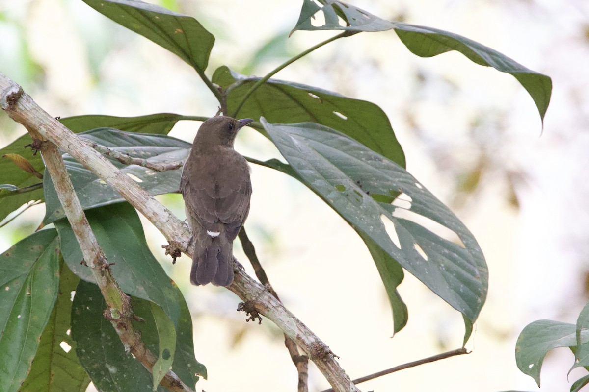 Black-billed Thrush - ML635125390