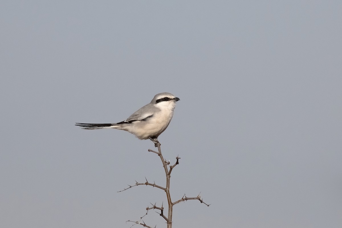 Chinese Gray Shrike - ML635125439