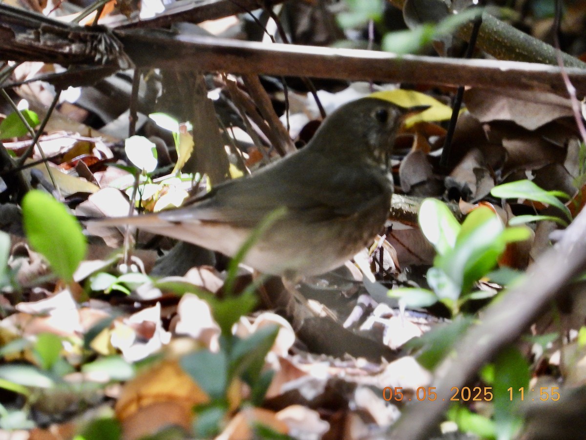 Gray-cheeked Thrush - ML635125455