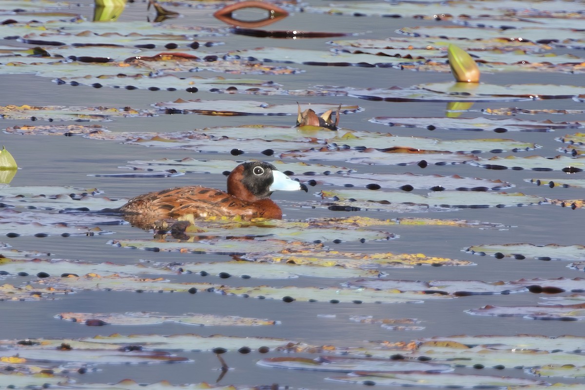 Masked Duck - ML635125526