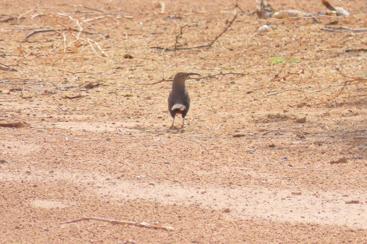 Crissal Thrasher - ML635125620