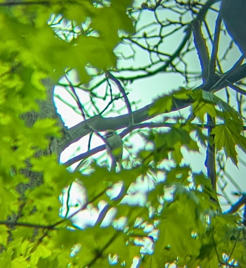 Golden-winged Warbler - ML635125655