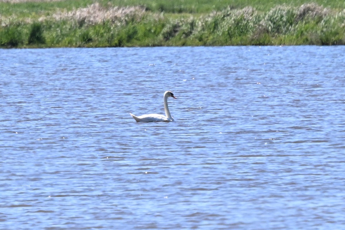 Хуруут хун - ML635125737