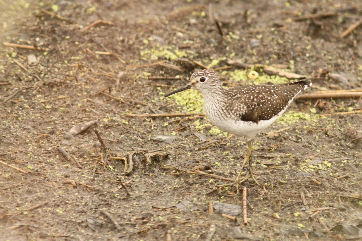 Solitary Sandpiper - ML635125741