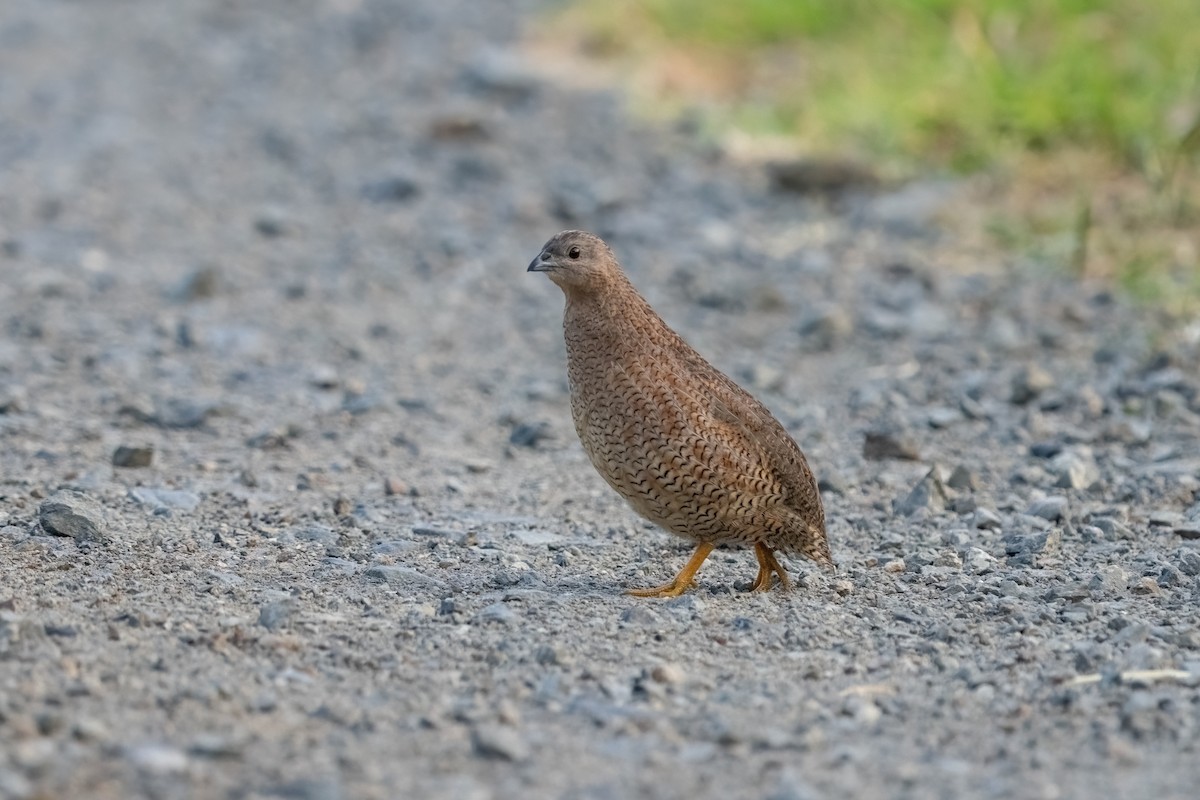 Brown Quail - ML635125757