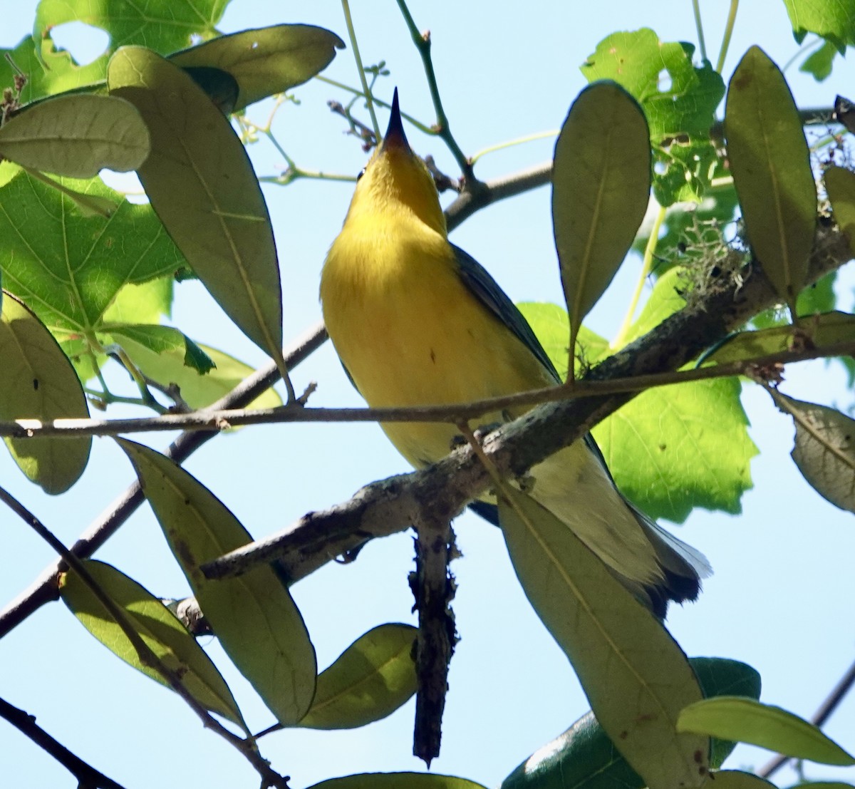 Prothonotary Warbler - ML635125782