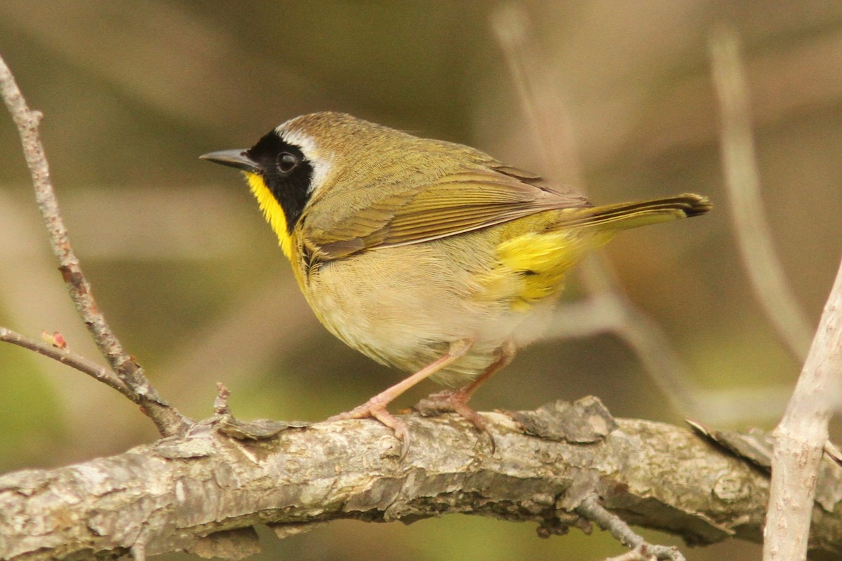 Common Yellowthroat - ML635125786