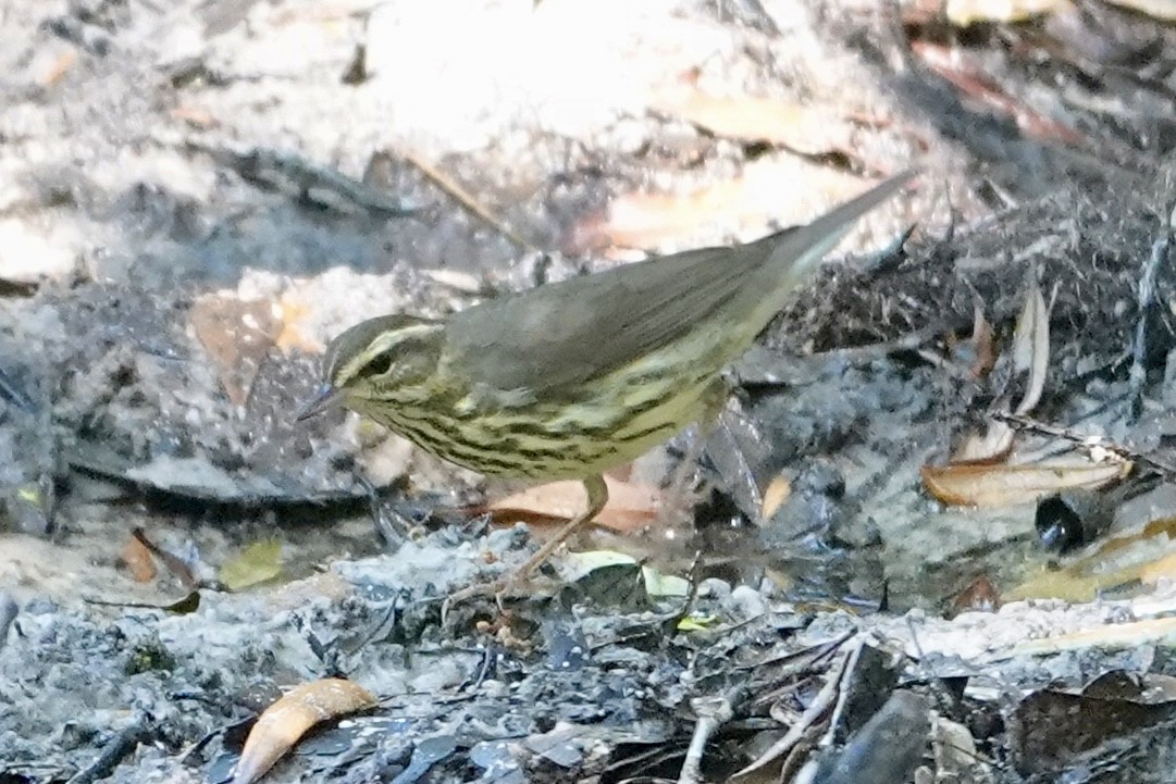 Northern Waterthrush - ML635125798