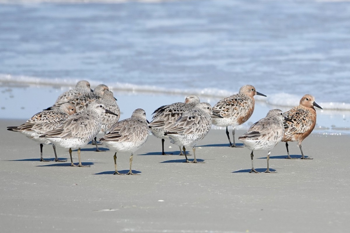 Red Knot - ML635125853