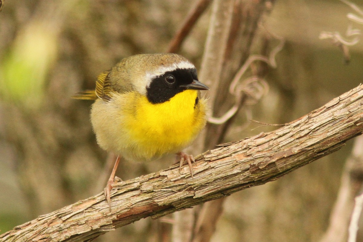 Common Yellowthroat - ML635125858