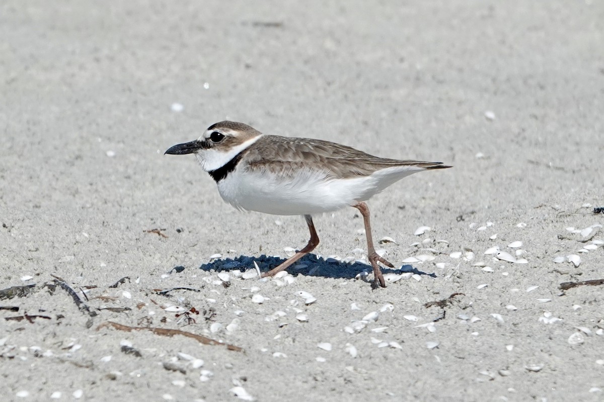 Wilson's Plover - ML635125902