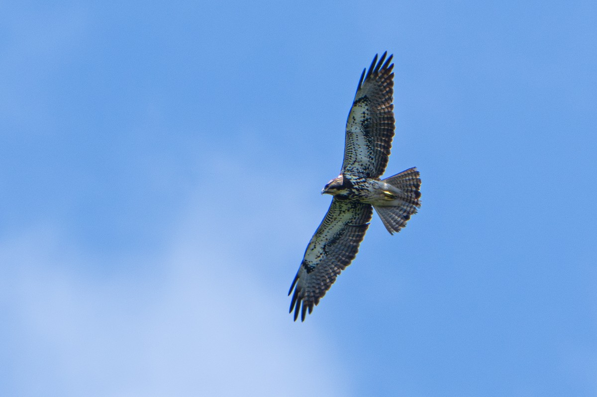 Swainson's Hawk - ML635125929